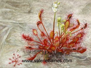 Intermediate sundew