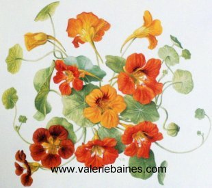 Nasturtium