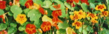 Nasturtiums & French Marigolds with Comma