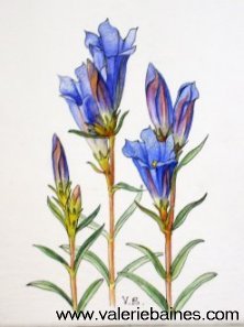 Marsh Gentian