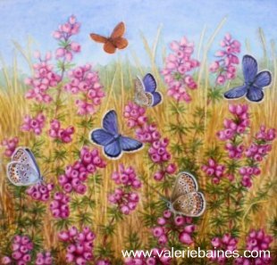 Silver Studded Blue Butterflies