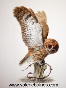 Tawny Owl