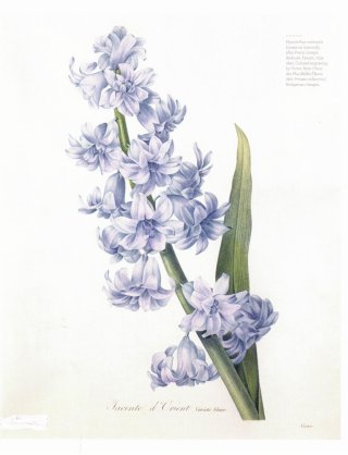 Hiacinth page 1